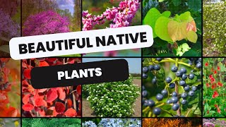 🌿 Let’s Talk Native Plants 🌱
