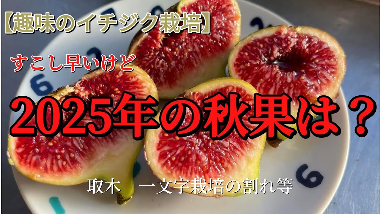 【趣味のイチジク栽培】　ちょと早いけど秋果２０２５年　取木　一文字栽培の割れ等