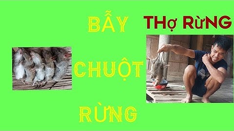 thăm bẫy chuột//thăm bẫy sóc//đặc sản núi rừng//Cuộc Sống Miền Núi