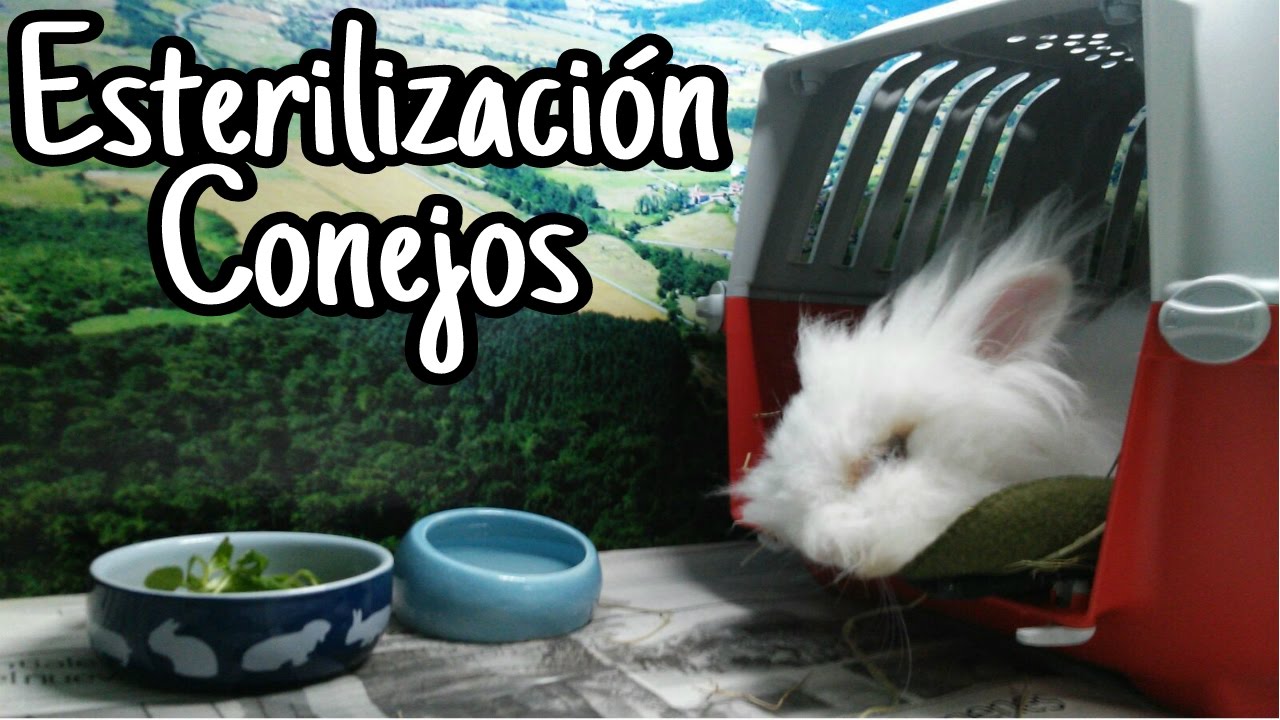 ESTERILIZACIÓN DE CONEJOS