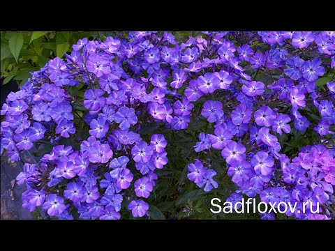 Флокс Светлячок, селекции