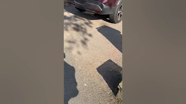 Video 9950701: bengal tiger cat, bengal cats catlover, bengal kitty cat, white bengal tiger, white silver bengal cat