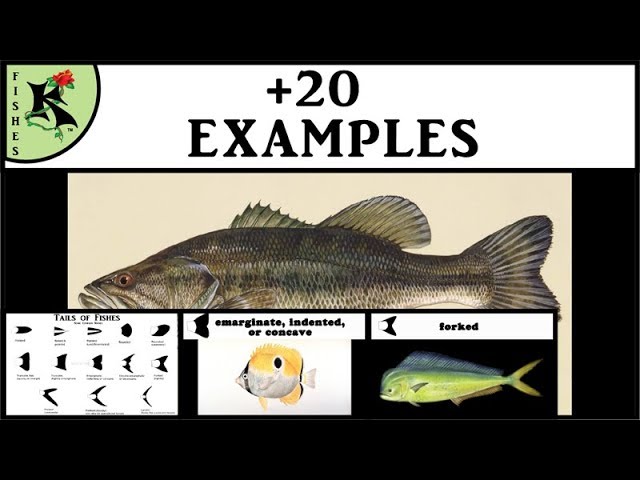 Tails of Fishes - Rounded, Square, etc. - Great, Easy Info! Fish Smarter