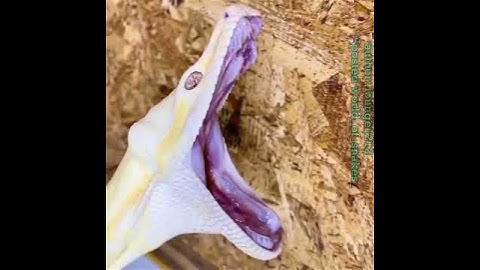 snake flaxibal mouth#animals #reptiles  #python #kingcobra #wild #asmr ##snake #birds #shorts