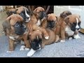 Boxer Puppies first walk with mum and dad