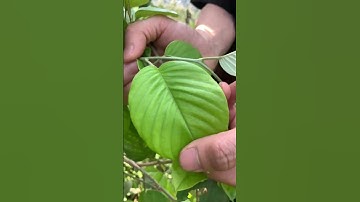 Trị tiểu buốt, tiểu rắt, tiểu ra máu vô cùng hiệu quả rừ cây thuốc này. #tieubuot #tiểubuốt #tieurat