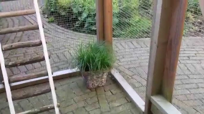 Balkon Kattenren | Omlet Huisdieren - Youtube