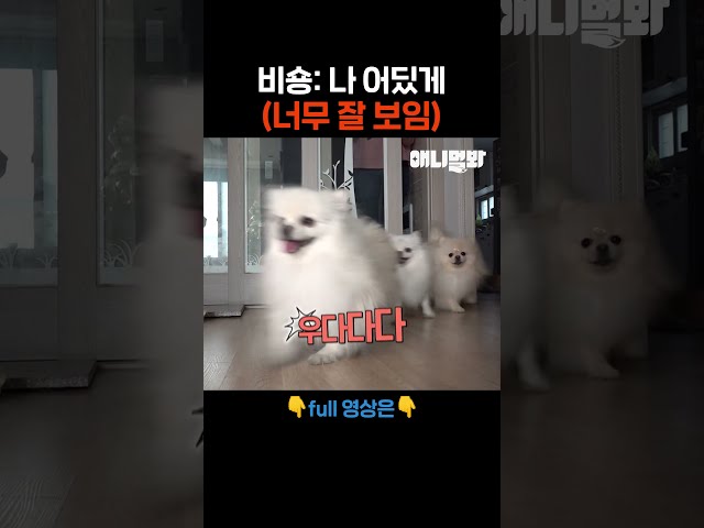 나 하나쯤 끼어있어도 모르겠지 #애니멀봐 #shorts