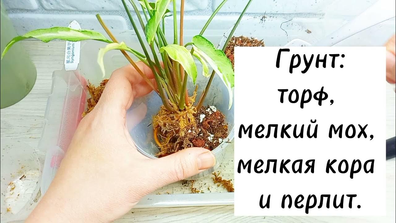 Сингониум Старлайт и Т 25 - YouTube