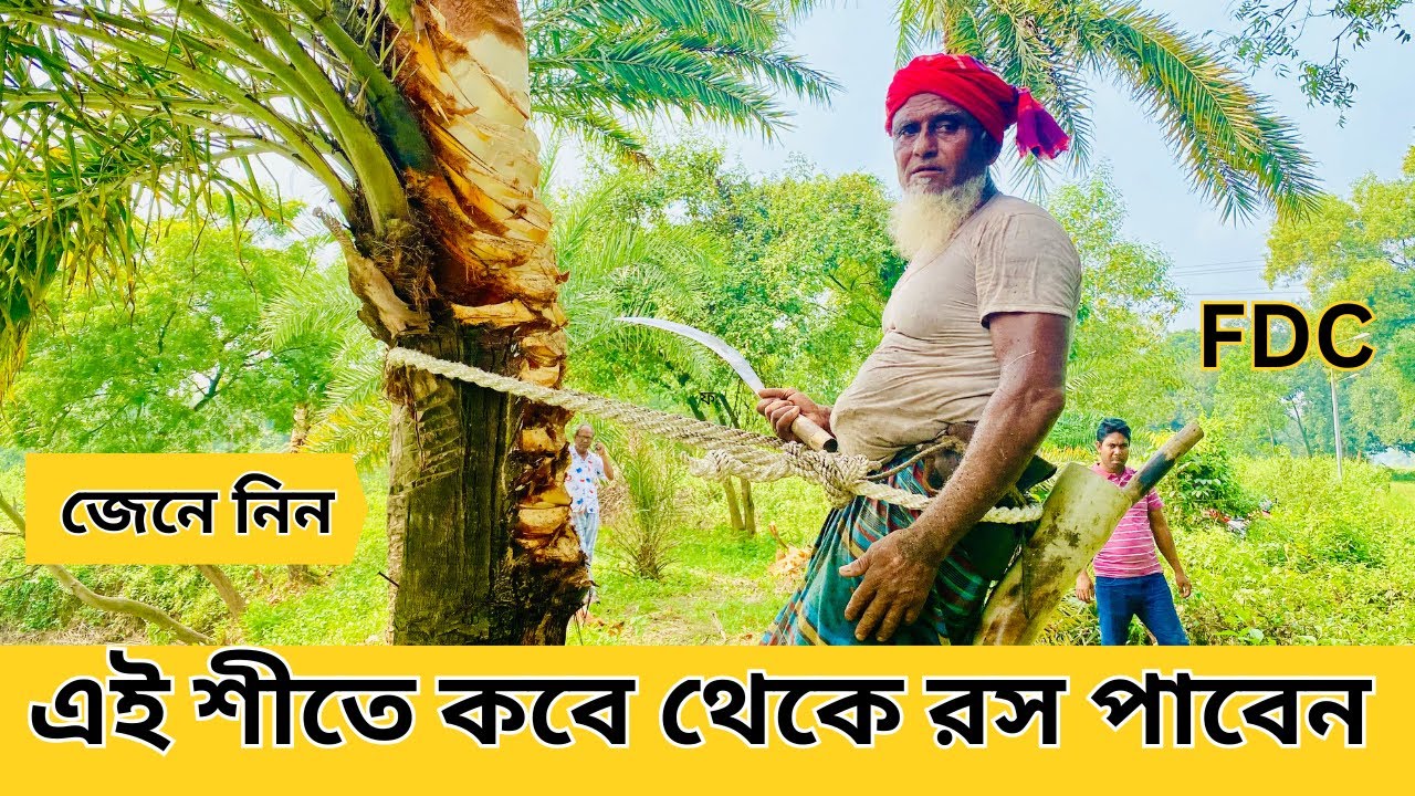 শীতে খেজুর গাছ কেটে রস সংগ্রহ । খেজুর গাছ কাটার পদ্ধতি । গাজীপুর