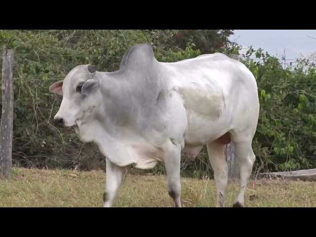 Lote 37   Leilão Especial Nelore Três Irmãos