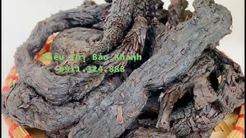 Nhục thung dung thảo dược quý nhiều công dụng tốt