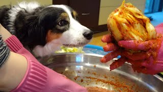 SPICY KIMCHI FOR DOG?? Dog wants to try spicy Kimchi!