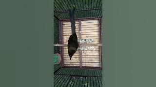Suara Burung Murai Irian / Murai papua Jantan Gacor Cocok Untuk Masteran