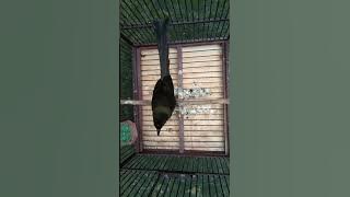 Suara Burung Murai Irian / Murai papua Jantan Gacor Cocok Untuk Masteran