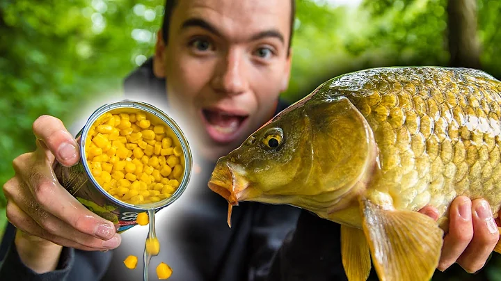 How To Catch Carp With Corn! (Easy and cheap bait for carp fishing) - DayDayNews