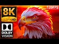 8K HDR 120FPS Animal Kingdom: Dolby Vision Makes It UNREAL