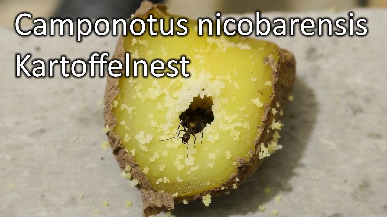 Camponotus nicobarensis: Kartoffelnest - YouTube