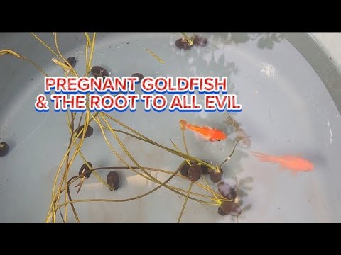 PREGNANT GOLDFISH & THE ROOT TO ALL EVIL - YouTube