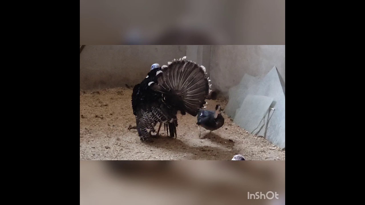 How male Turkey attract his female?