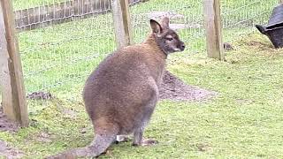 The Wallaby's at Reaseheath Mini zoo