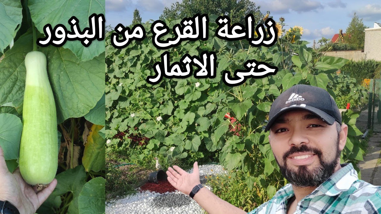 طريقة زراعة اليقطين ( القرع )💯 من البذور حتى الثمار 👍 زراعة اليقطين . (القرع) بارخص الطرق