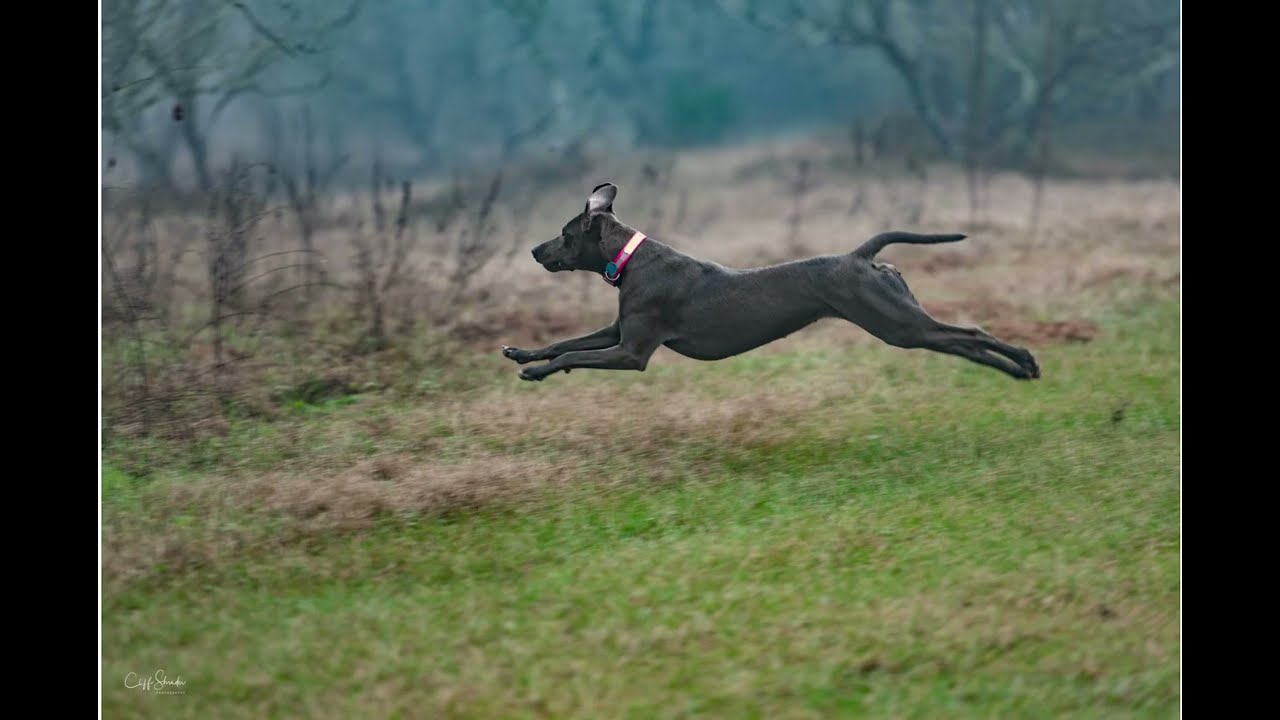 TLGDA's Official History of The Blue Lacy Dog Breed