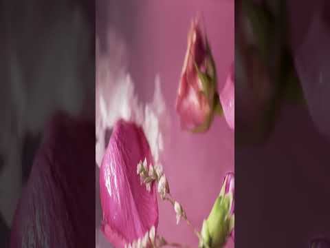 عطر لاف اذ هفنلي من شركة   زيوت عطرية مشاهير