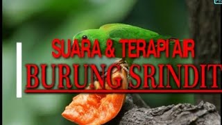 SUARA SERINDIT GACOR, UNTUK MASTERAN SERINDIT DAN TERAPI SERINDIT, LENGKAP DENGAN SUARA TERAPI AIR