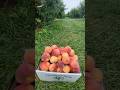 🇺🇸 POV: A Perfect Summer Day of Peach Picking! Farming 🍑