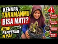 90% Pemula Salah! Ini Penyebab Tanaman Cepat Mati