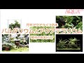 月刊アクアライフ増刊「パルダリウムとアクアテラリウム」