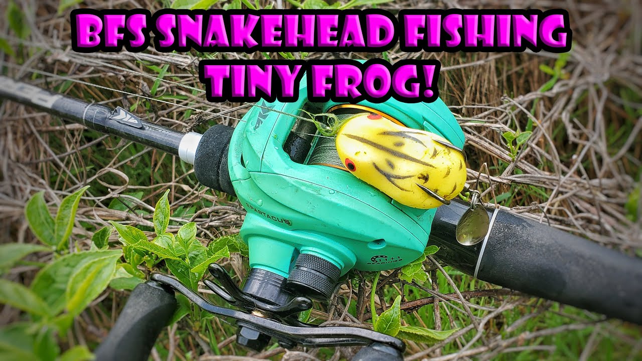 BFS Snakehead Fishing with Tiny Frog - KastKing Perigee II and