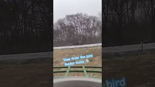 Backyard Bird: Horse and Buggy Passes the Bird Feeder #birdfeeder #amishcommunity