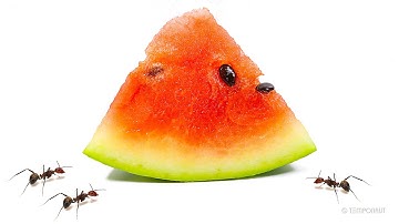 Ants vs Watermelon