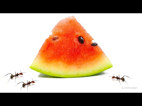 Ants vs Watermelon