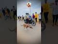kolhapur dog race || dog res || Dog racing kolhapur || #shorts