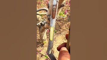 Check out this super sharp tool for peeling bark #shorts
