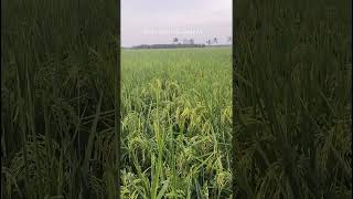 Padi Sridewi cap kapal terbang