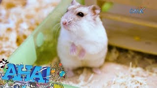 AHA!: Adoption, puwede na rin sa hamsters?!