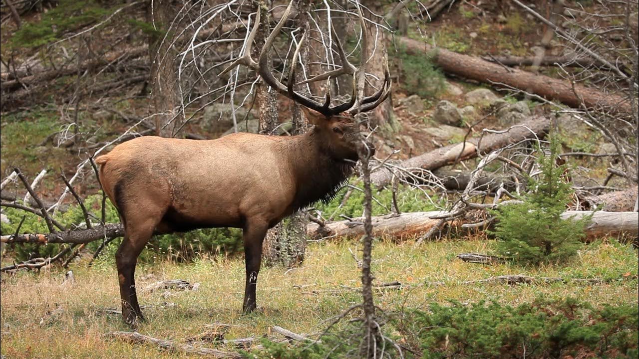 Bugling Elk YouTube