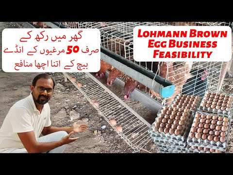 How Much Money Can Earn From 50 Lohmann Brown Egg Laying Hens At Home