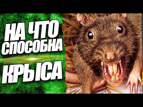 ЧЕМ ОПАСЕН УКУС КРЫСЫ для человека? Могут ли они напасть на людей? Переносчики болезней вирусов 2021