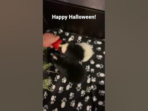 Halloween treat #happyhalloween 