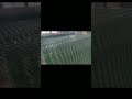 V Mesh Fencing/Decorative Wire Fence Panels/3D Wire Fence/Welded Wire Fence/ Galvanized Wire Fence