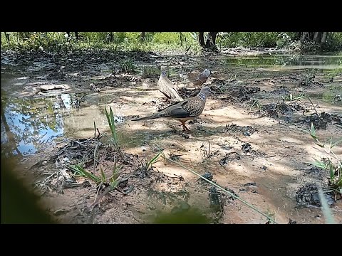 Video bẫy cu gáy bổi siêu gù,rước tốt, thi thoảng kèm, mùa... - youtube