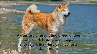 5 Facts about Akitas by Daily Life With Dogs 2 views 8 months ago 1 minute, 27 seconds