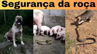 5 Animals For Site Defense. Nothing Happens