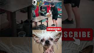 give this video title 🧠 (warning answer) #cat #meme #dance #trending #funny