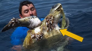 3 Cases of BARNACLES and Fishing Nets (Simultaneously) on SEA TURTLES  Animal Rescue #30